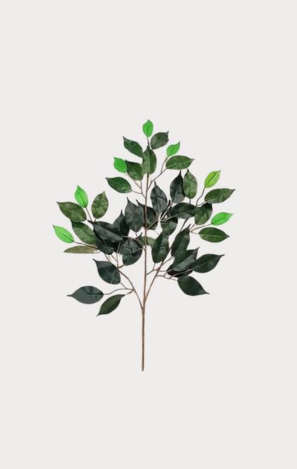 Ficus Seminaturale • Verde • Tronco Mansanisi