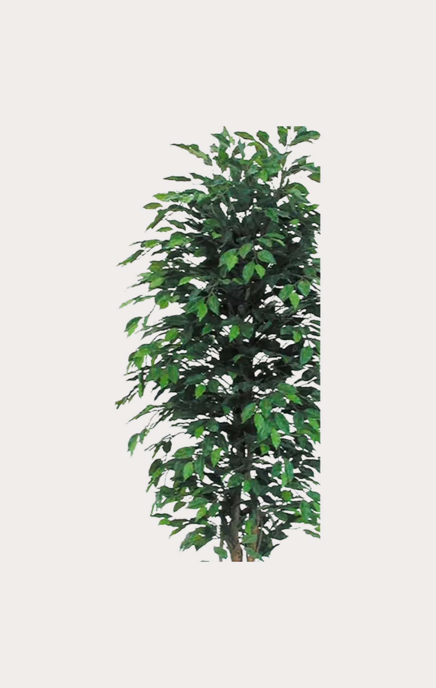 Ficus Seminaturale • Verde • Tronco Mansanisi
