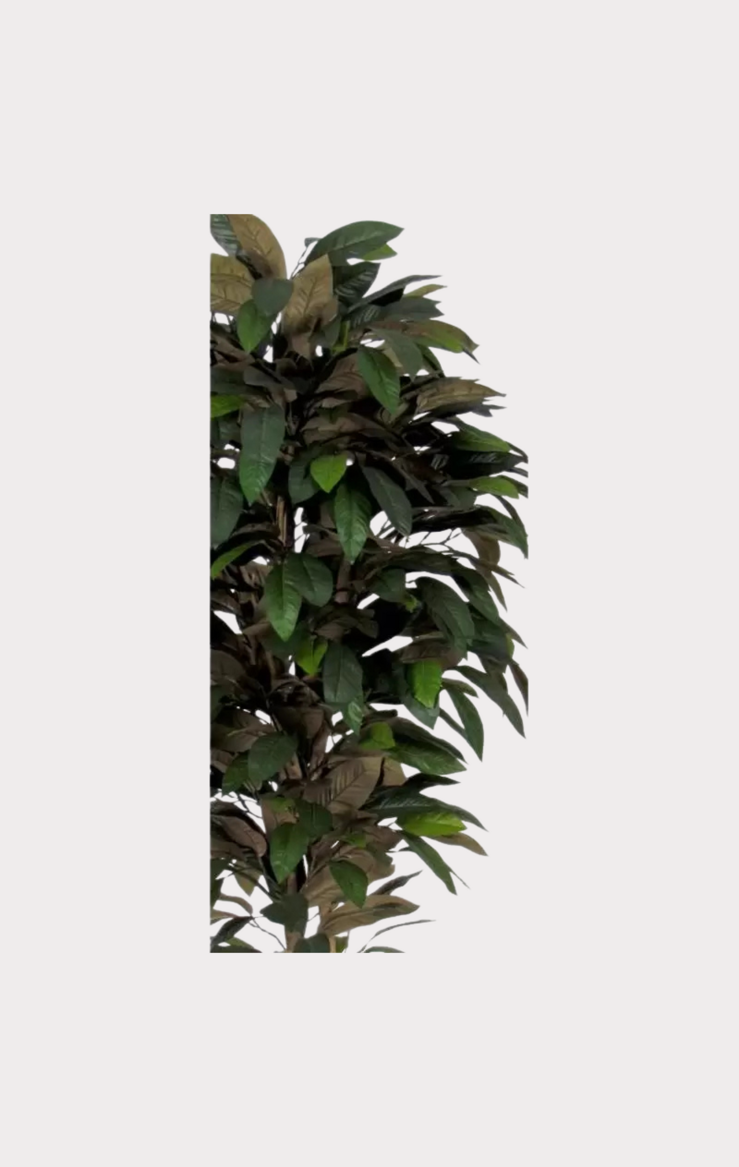 Magnolia Seminaturale • Verde • Tronco Mansanisi
