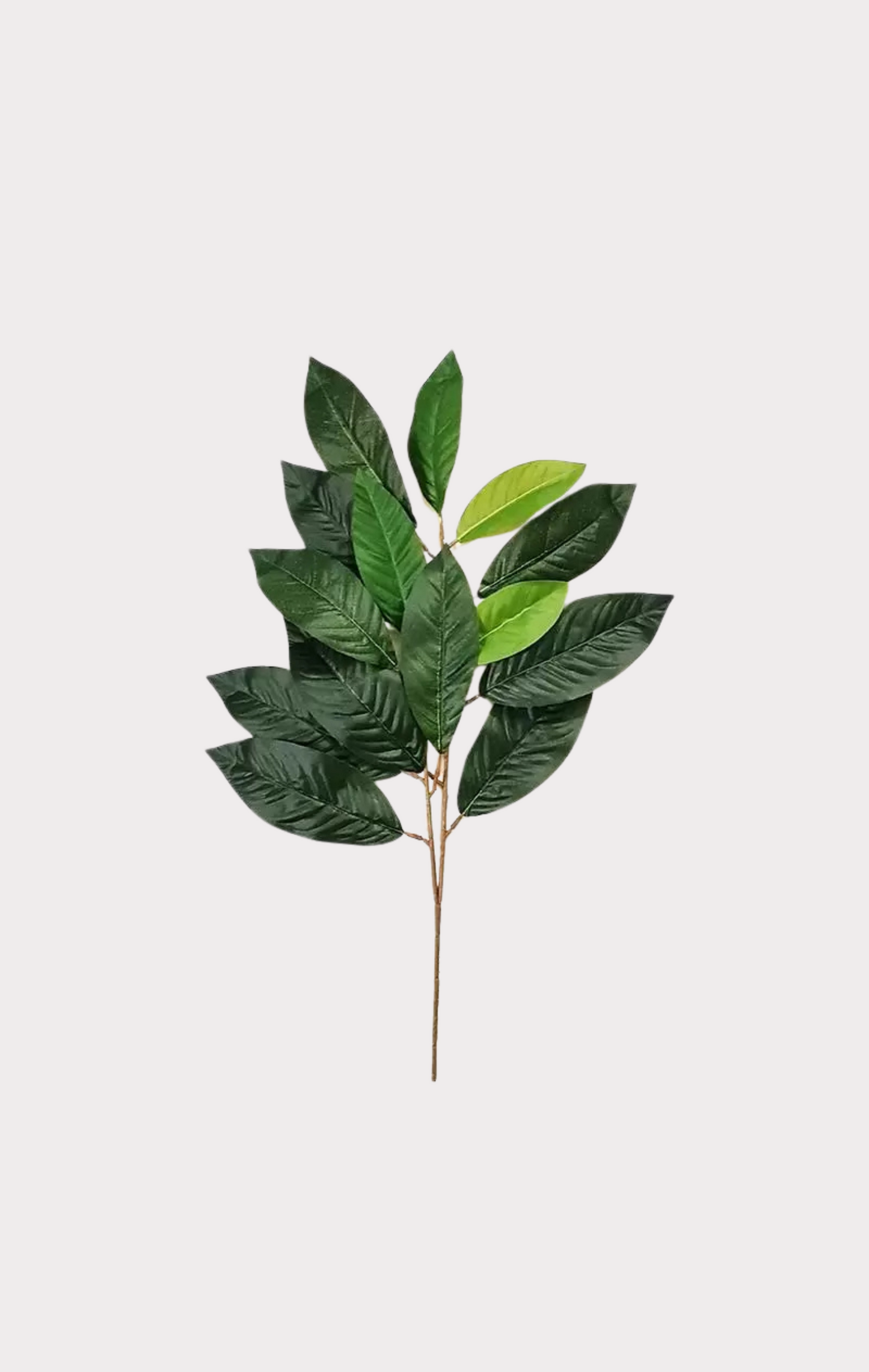 Magnolia Seminaturale • Verde • Tronco Mansanisi