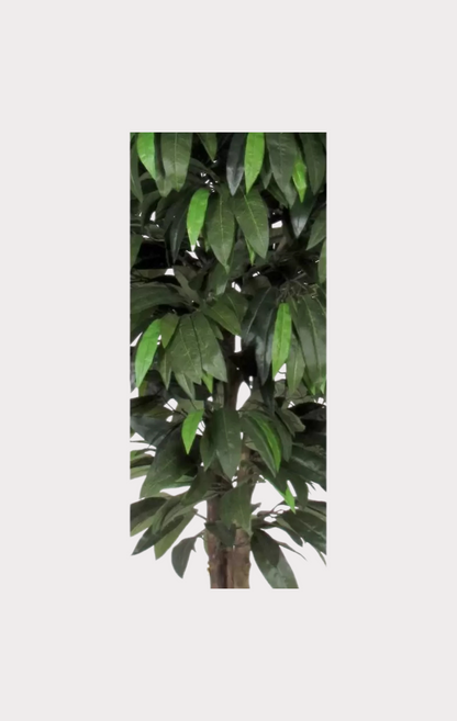 Mango Seminaturale • Verde • Tronco Mansanisi • UVR