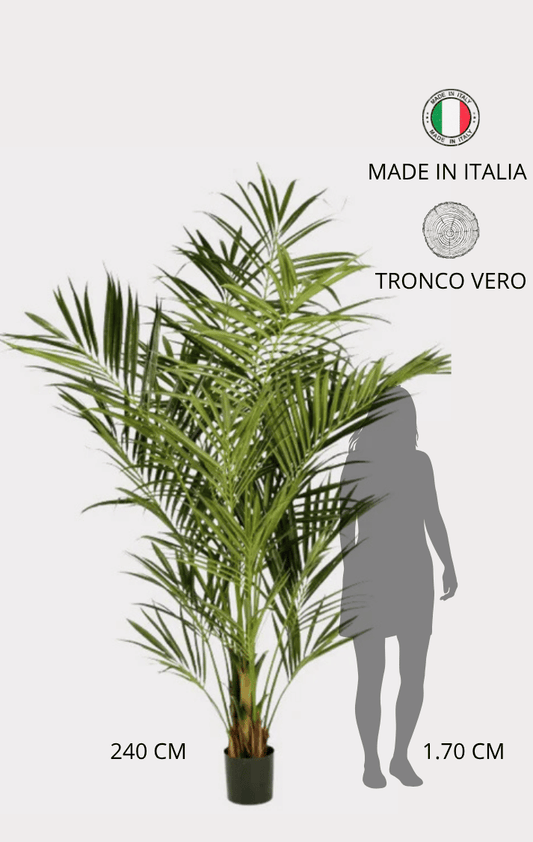 Palma Kentia Seminaturale • Verde • Tronco in fibra di Cocco • H cm 240