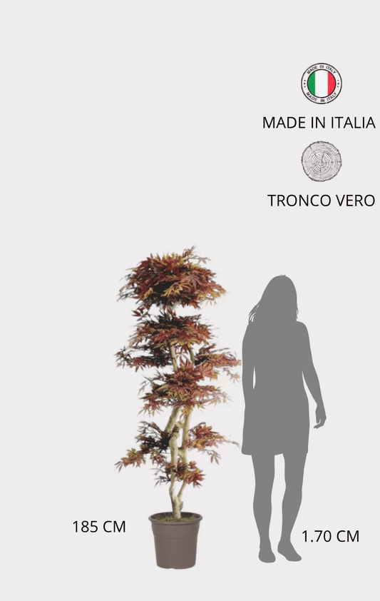 Acero Seminaturale • Rosso • Tronco Japan • H cm 185