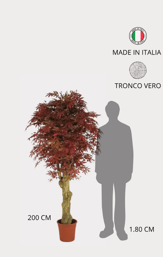 Acero Seminaturale • Rosso • Tronco Jamaica • H cm 200