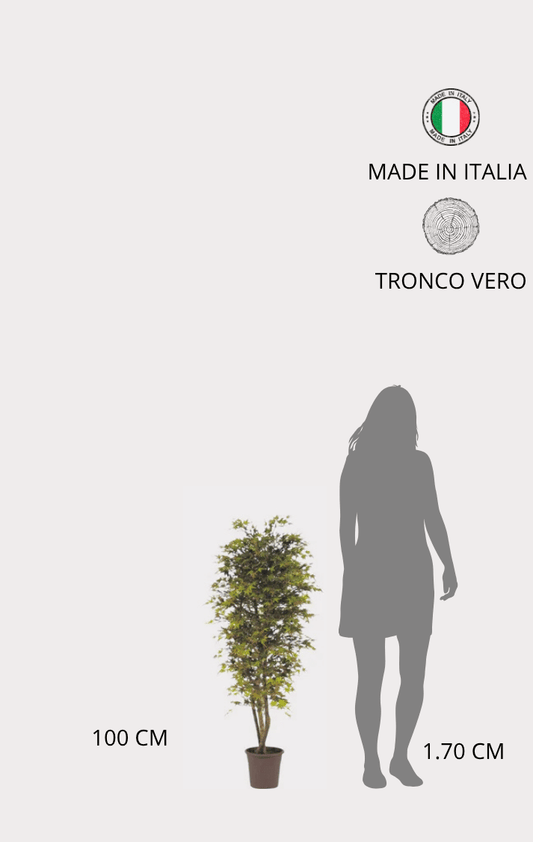 Acero Semi-Naturale · Colori Autunnali · Mini-foglie · Tronco Mansanisi