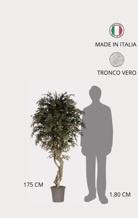 Acero Seminaturale • Verde • Tronco Mediterraneo