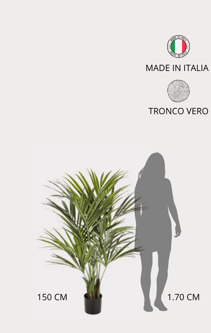 Palma Kentia Seminaturale • Verde • Tronco in fibra di Cocco • H cm 150