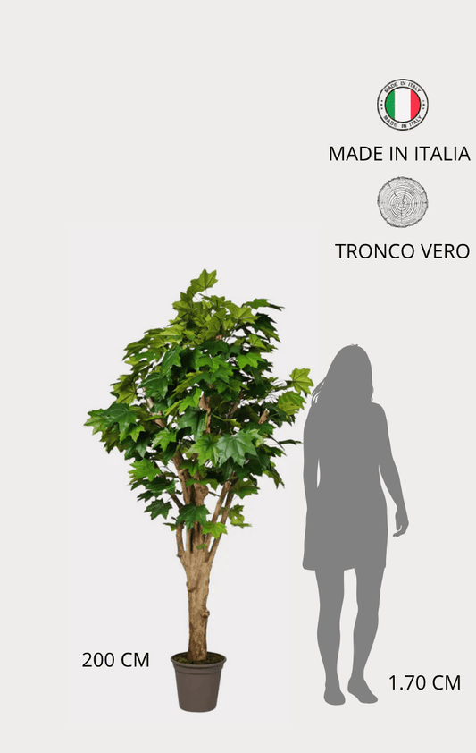 Acero Canadese Semi-Naturale · Verde · Tronco Mediterraneo