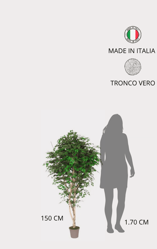 Betulla Seminaturale • Verde • Tronco Naturale