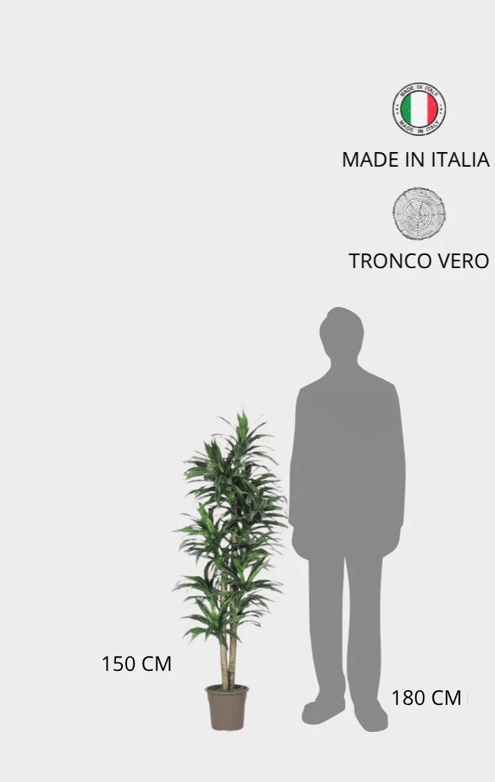 Dracena Seminaturale • Variegata • Tronco Mansanisi