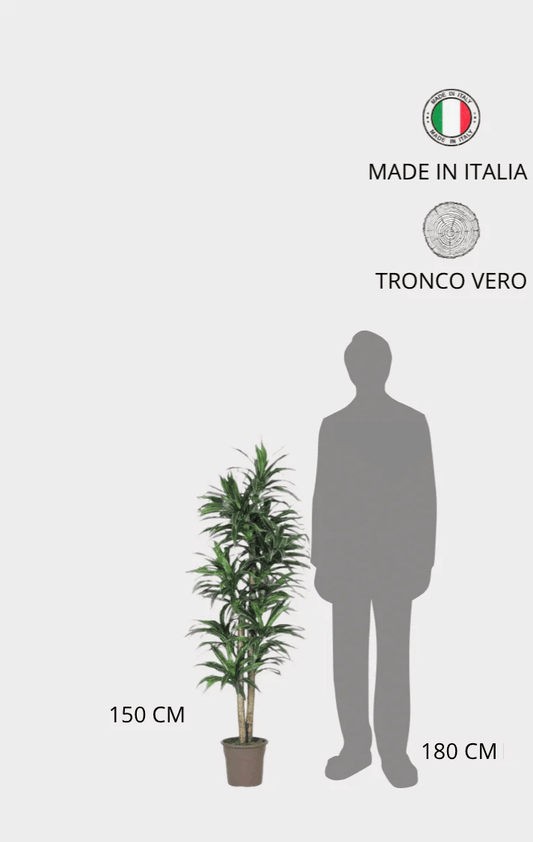 Dracena Seminaturale • Variegata • Tronco Mansanisi