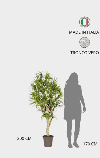 Dracena Seminaturale • Mini Foglie Variegate • Tronco Mediterraneo