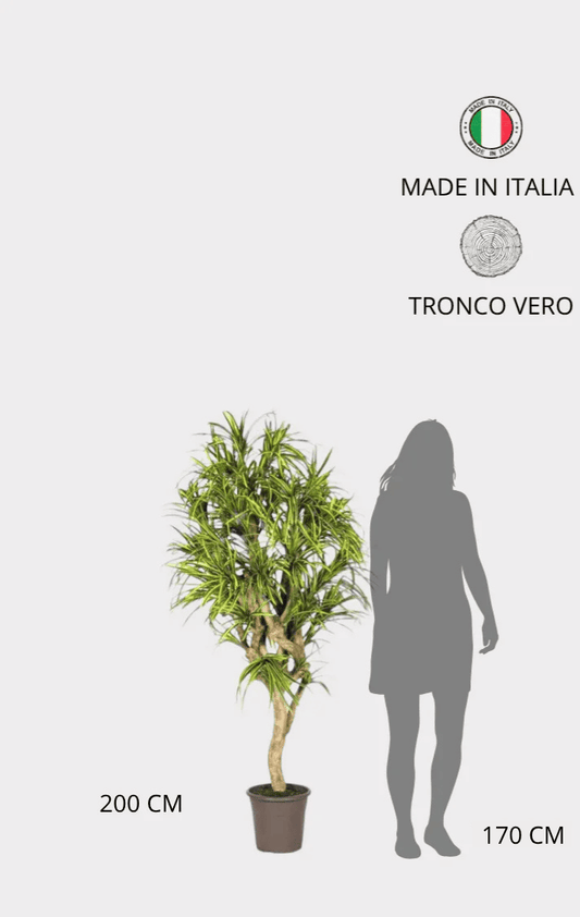 Dracena Seminaturale • Mini Foglie Variegate • Tronco Mediterraneo