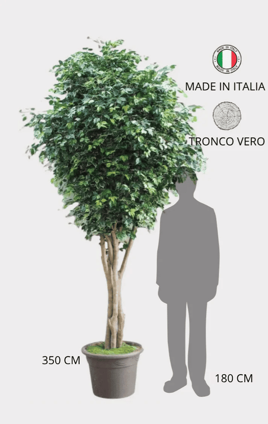 Ficus Elegance Giant Seminaturale • Verde • Tronco Naturale • H da cm 350 a cm 500