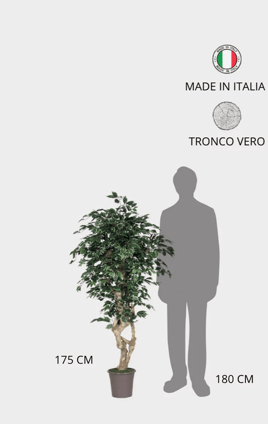 Ficus Elegance Seminaturale • Variegato • Tronco Mediterraneo