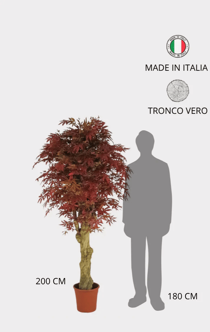Acero Seminaturale • Rosso • Tronco Jamaica • H cm 200