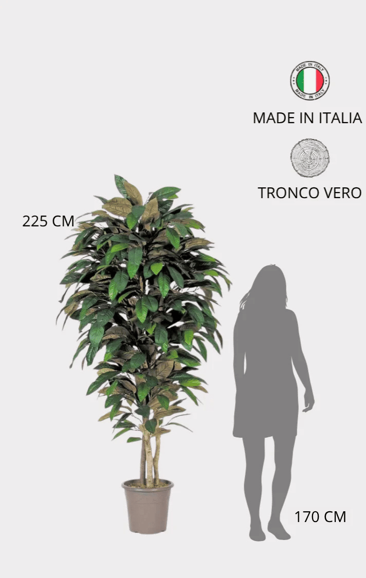 Magnolia Seminaturale • Verde • Tronco Mansanisi