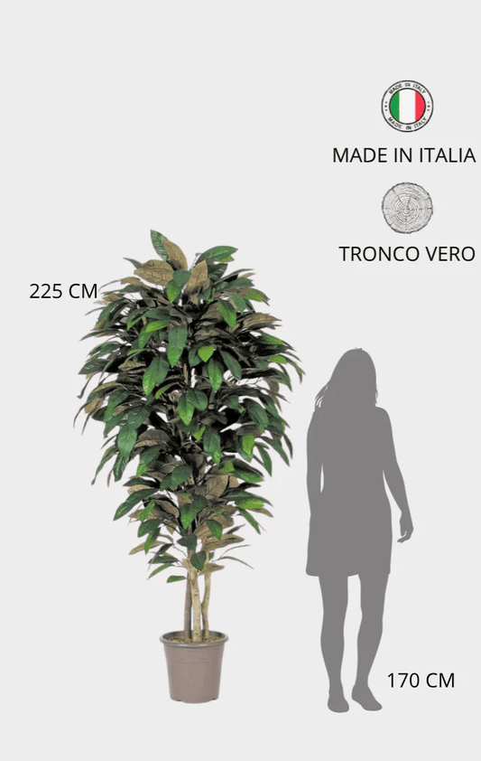 Magnolia Seminaturale • Verde • Tronco Mansanisi