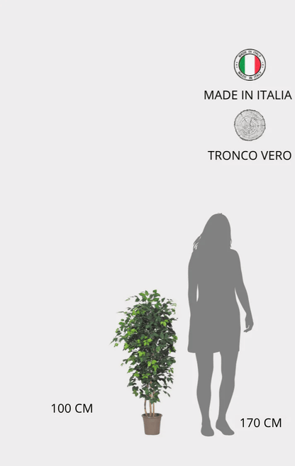 Ficus Elegance Seminaturale • Verde • Tronco Mansanisi