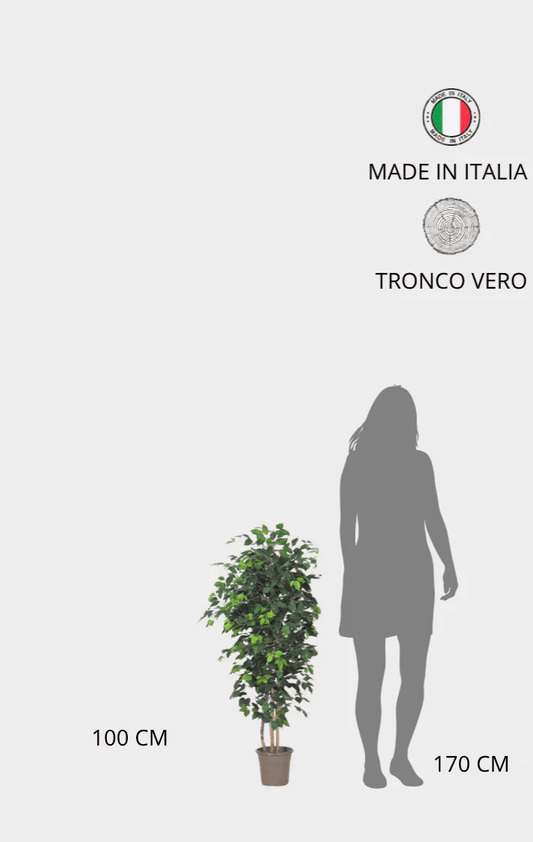 Ficus Elegance Seminaturale • Verde • Tronco Mansanisi