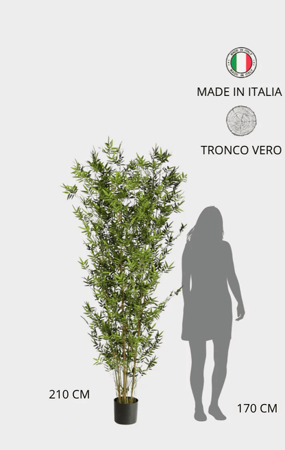 Bamboo Orientale Semi-Naturale • Verde • Canne Naturali • H 210 cm