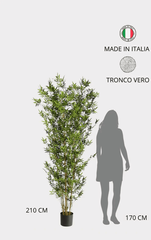 Bamboo Orientale Semi-Naturale • Verde • Canne Naturali • H 210 cm