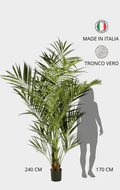 Palma Kentia Seminaturale • Verde • Tronco in fibra di Cocco • H cm 240