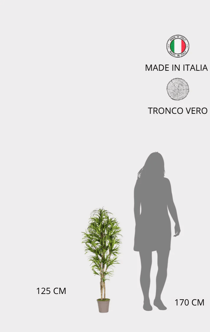 Dracena Seminaturale • Mini Foglie Variegate • Tronco Mansanisi