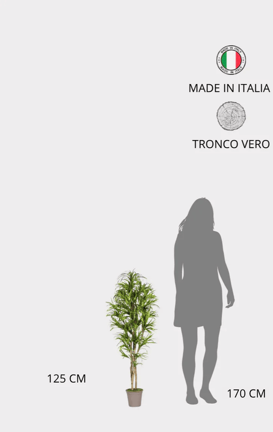 Dracena Seminaturale • Mini Foglie Variegate • Tronco Mansanisi