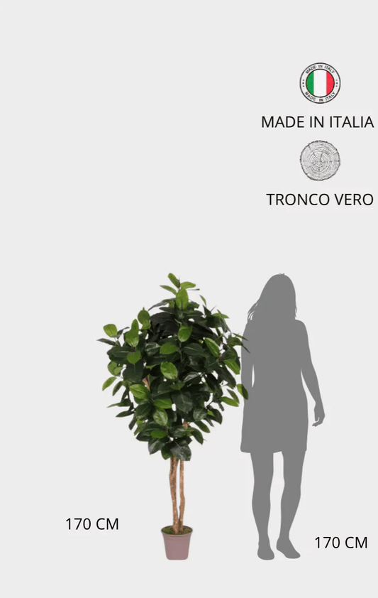 Ficus Elastica Seminaturale • Verde • Tronco Mansanisi