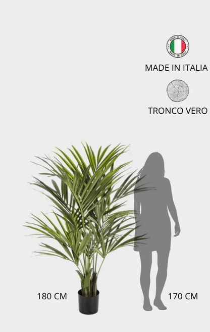 Palma Kentia Seminaturale • Verde • Tronco in fibra di Cocco • H cm 180