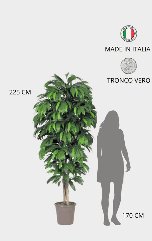 Mango Seminaturale • Verde • Tronco Mansanisi • UVR