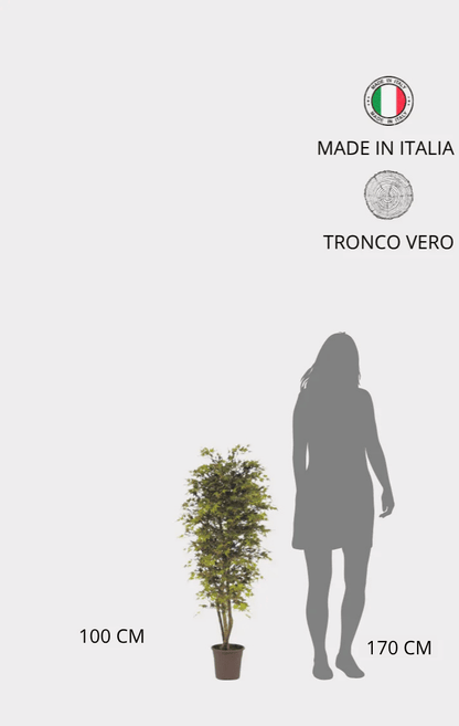 Acero Semi-Naturale · Colori Autunnali · Mini-foglie · Tronco Mansanisi