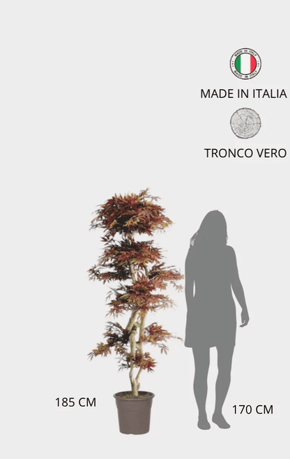 Acero Seminaturale • Rosso • Tronco Japan • H cm 185