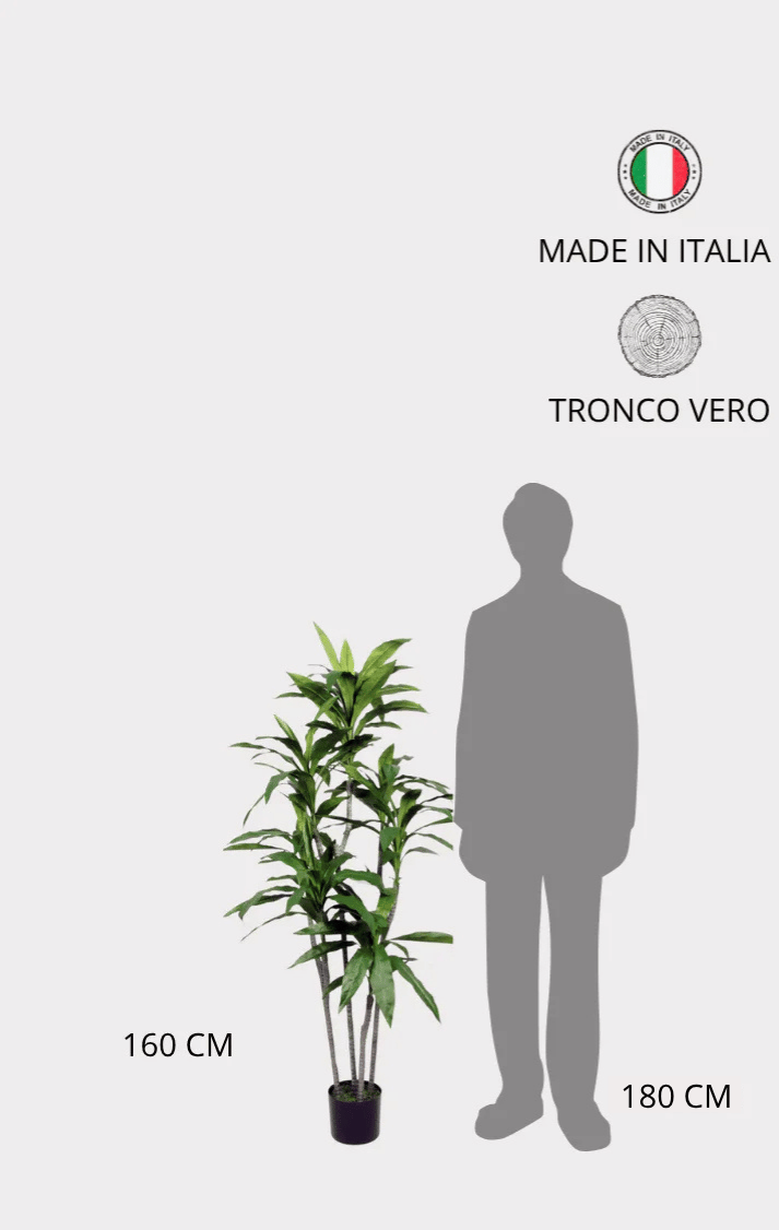 Dracena Fragrans Artificiale • Verde • H cm 160