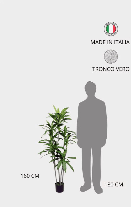 Dracena Fragrans Artificiale • Verde • H cm 160