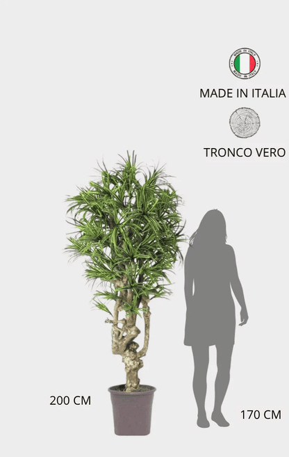 Dracena Seminaturale • Mini Foglie Variegate • Tronco Jamaica • H cm 200