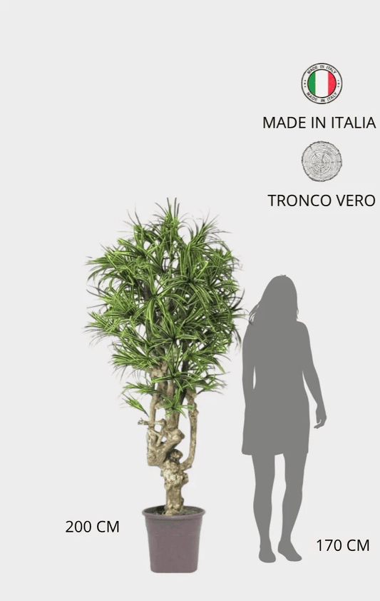 Dracena Seminaturale • Mini Foglie Variegate • Tronco Jamaica • H cm 200