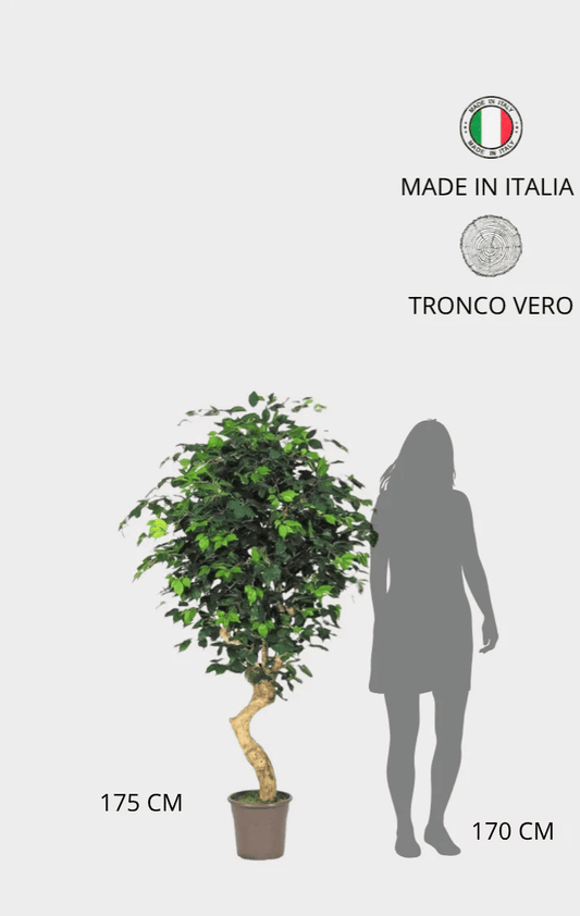 Ficus Elegance Seminaturale • Verde • Tronco Mediterraneo