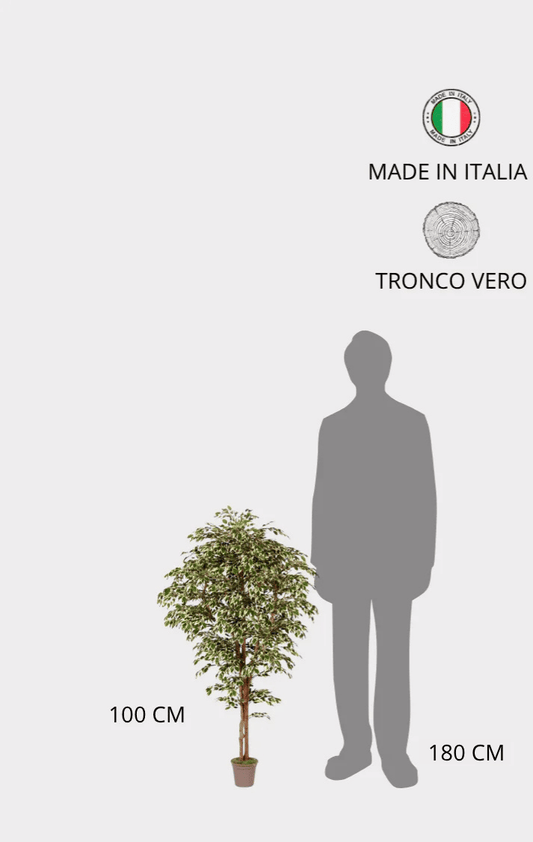 Ficus Hawaiian Seminaturale • Variegato • Tronco Mansanisi