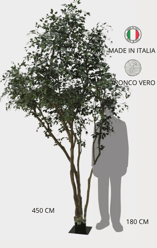 Ficus Elegance Seminaturale • Variegato • Tronco Mansanisi Giant Bosco