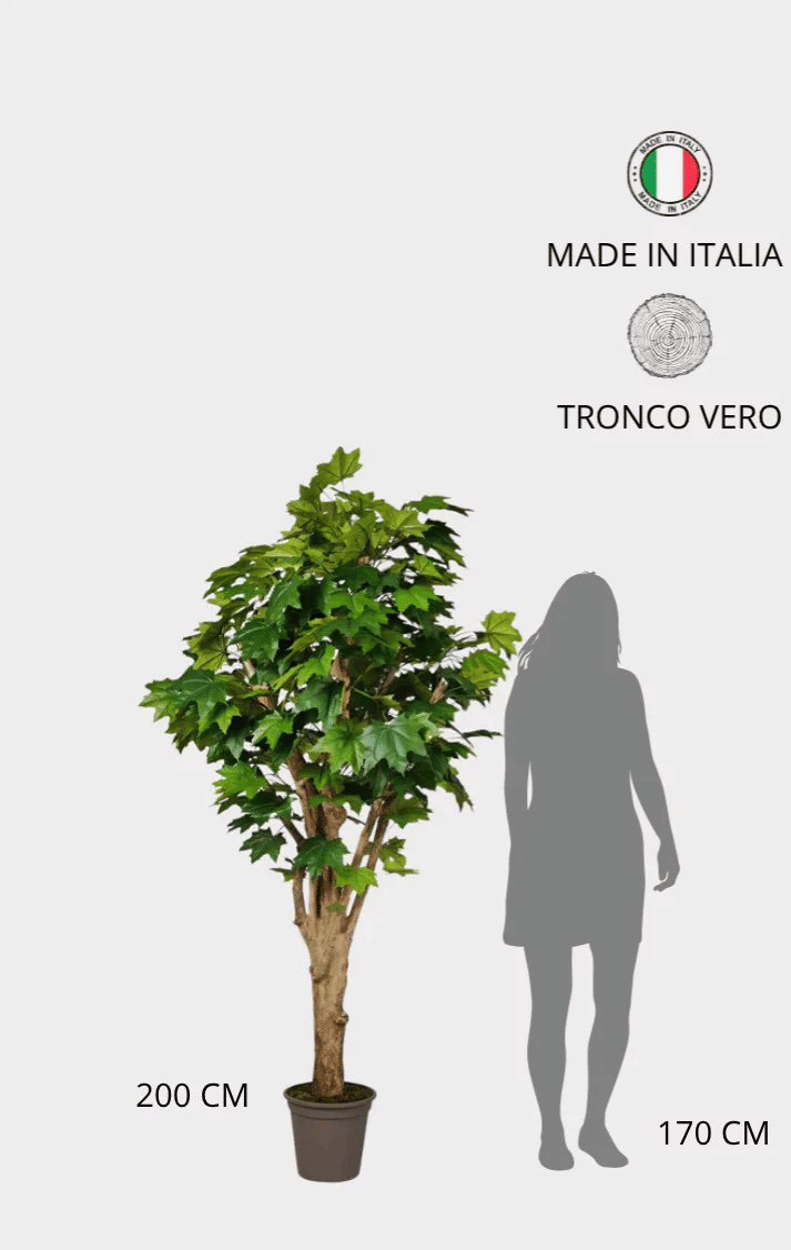Acero Canadese Semi-Naturale · Verde · Tronco Mediterraneo