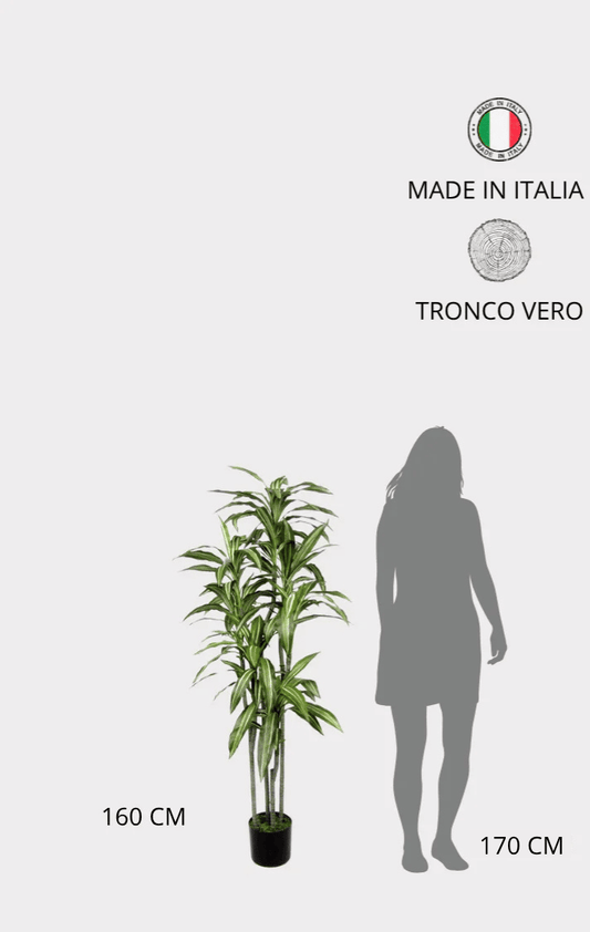 Dracena Fragrans Artificiale • Variegata • H cm 160