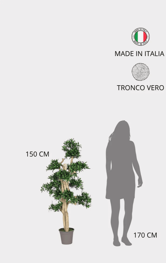 Podocarpus Seminaturale • Verde • Tronco Small Japan • H cm 150