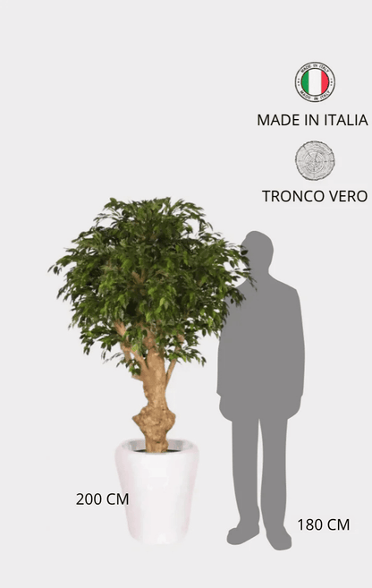 Ficus Hawaiian Seminaturale • Verde • Tronco Jamaica • H cm 200