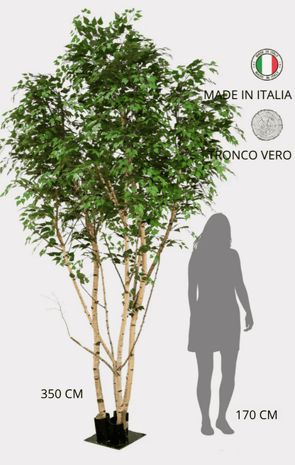 Betulla Seminaturale • Verde • Tronco Giant Bosco