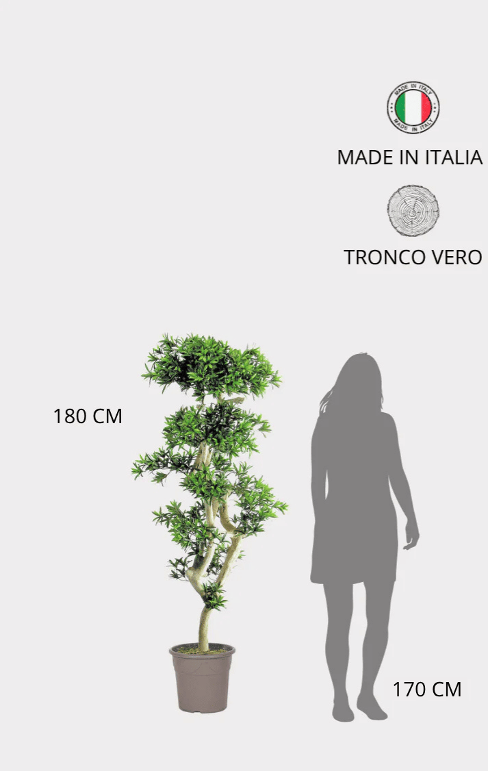 Podocarpus Seminaturale • Verde • Tronco Japan • H cm 180