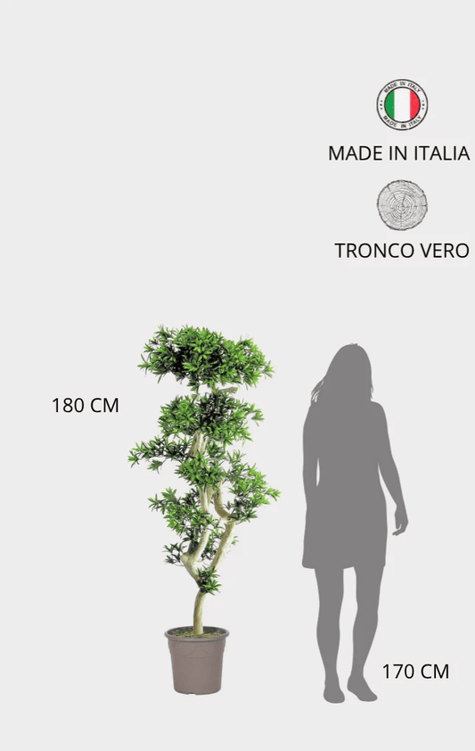 Podocarpus Seminaturale • Verde • Tronco Japan • H cm 180