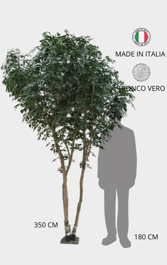 Ficus Luxe Seminaturale • Verde • Tronco Mansanisi Giant Bosco