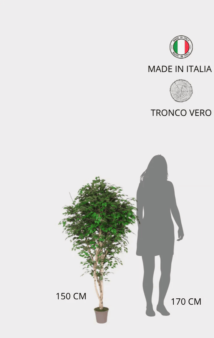 Betulla Seminaturale • Verde • Tronco Naturale